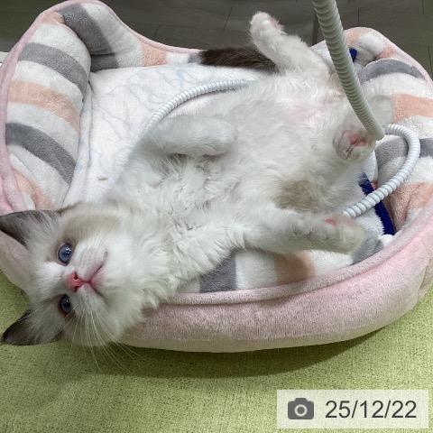 石川県のラグドール (ペットプラス 白山店/2025年10月19日生まれ/男の子/シールポイントバイカラー)の子猫の4枚目の画像