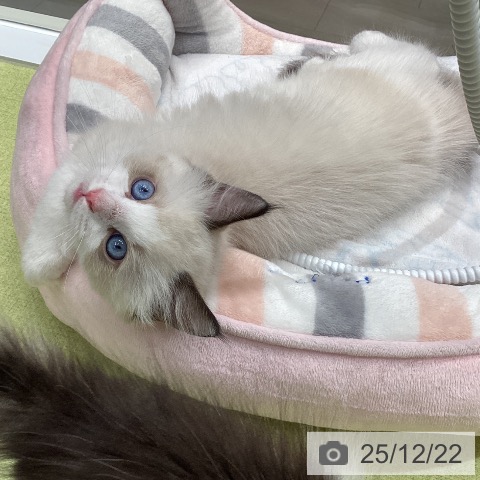 石川県のラグドール (ペットプラス 白山店/2025年10月19日生まれ/男の子/シールポイントバイカラー)の子猫の3枚目の画像