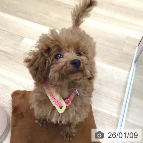 トイ・プードルの写真