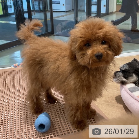 トイ・プードルの写真