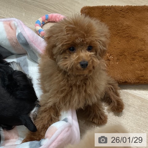 トイ・プードルの写真