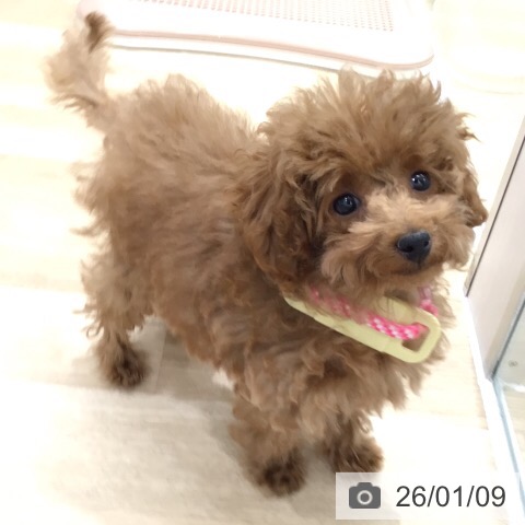 岐阜県のトイプードル(トイ) (ペットプラス 各務原店/2025年10月6日生まれ/女の子/レッド)の子犬の3枚目の画像