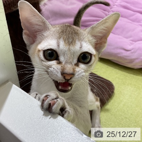 シンガプーラの写真