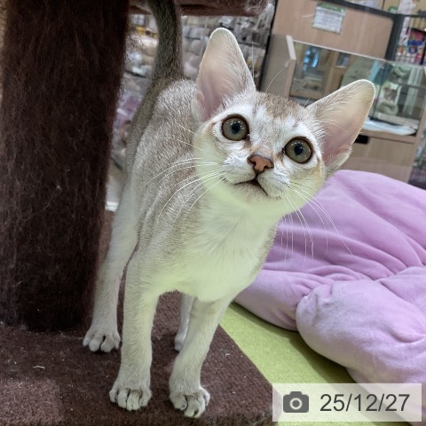 シンガプーラの写真