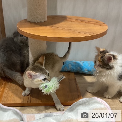 シンガプーラの写真