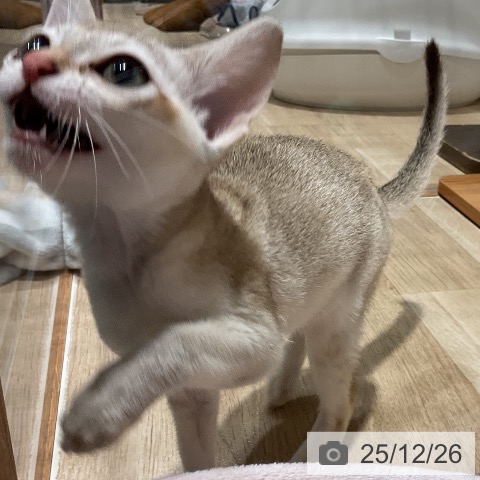 シンガプーラの写真