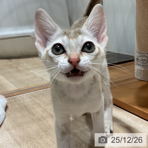 シンガプーラの写真