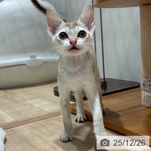 シンガプーラの写真