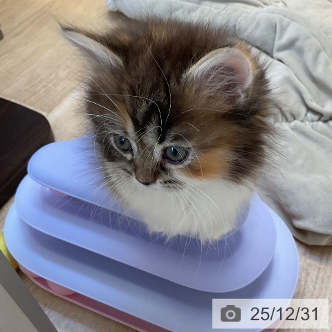 マンチカンの写真