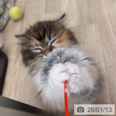 マンチカンの写真