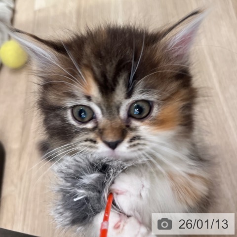 マンチカンの写真