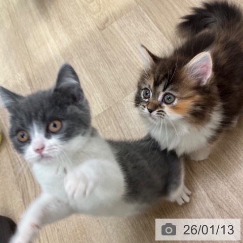 マンチカンの写真