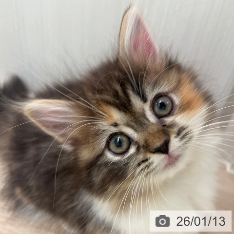 マンチカンの写真