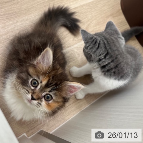 マンチカンの写真