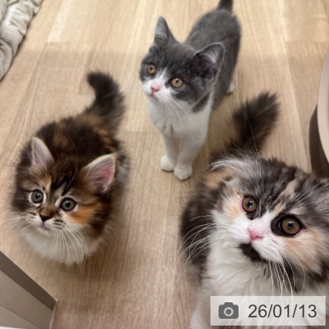 マンチカンの写真