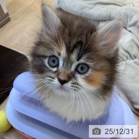 マンチカンの写真