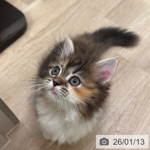 マンチカンの写真