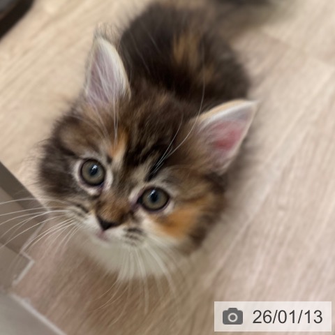 マンチカンの写真