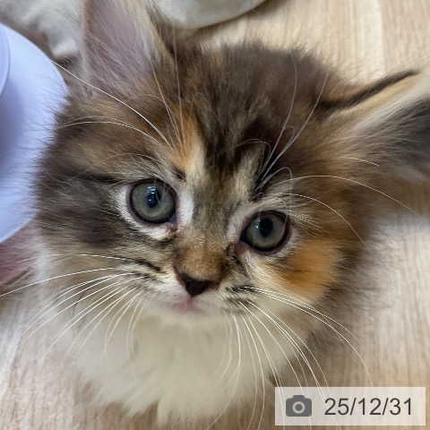 福岡県のマンチカン (ペットプラス ららぽーと福岡店/2025年10月17日生まれ/女の子/ブラウンパッチドタビーホワイト)の子猫の3枚目の画像