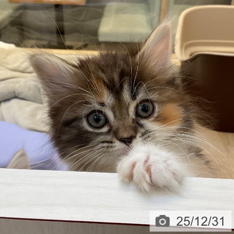 福岡県のマンチカン (ペットプラス ららぽーと福岡店/2025年10月17日生まれ/女の子/ブラウンパッチドタビーホワイト)の子猫の4枚目の画像