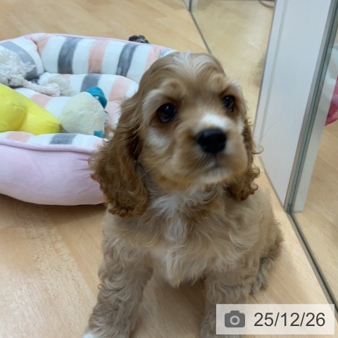 アメリカン・コッカー・スパニエルの写真