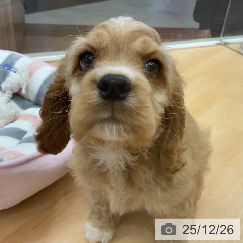 アメリカン・コッカー・スパニエルの写真