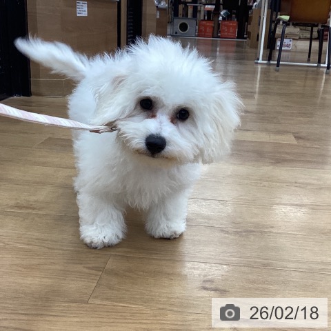 ビション・フリーゼの写真