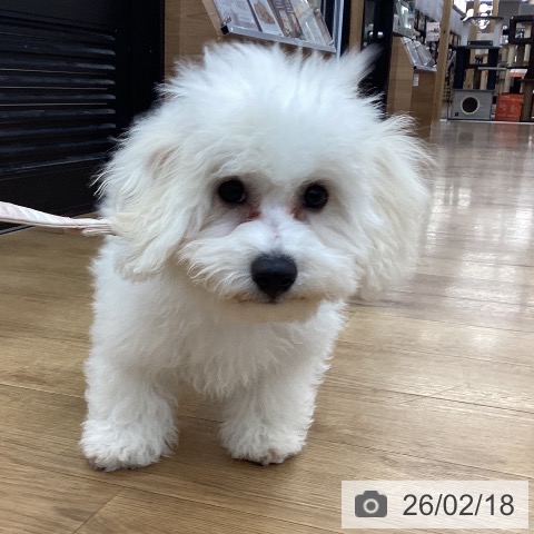 ビション・フリーゼの写真