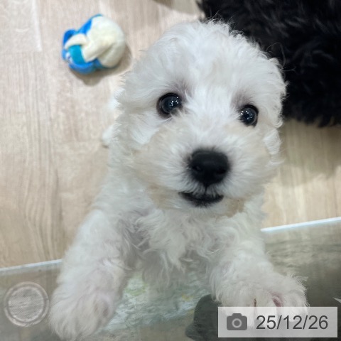 ビション・フリーゼの写真