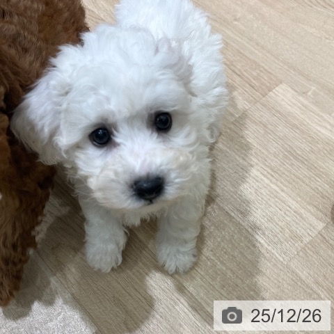 ビション・フリーゼの写真