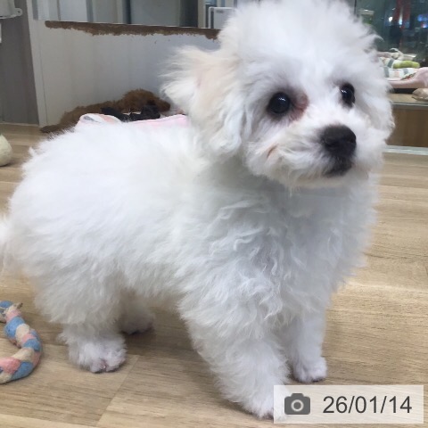 茨城県のビションフリーゼ (ペットプラス つくば店/2025年10月22日生まれ/女の子/ホワイト)の子犬の3枚目の画像