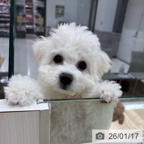 ビション・フリーゼの写真