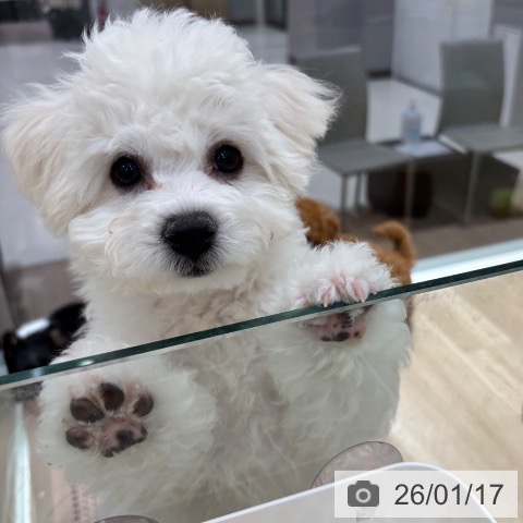 千葉県のビションフリーゼ (ペットプラス 木更津店/2025年10月22日生まれ/女の子/ホワイト)の子犬の4枚目の画像