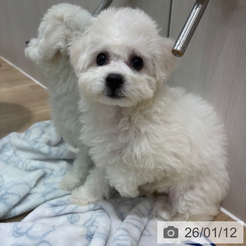 千葉県のビションフリーゼ (ペットプラス 木更津店/2025年10月22日生まれ/女の子/ホワイト)の子犬の3枚目の画像