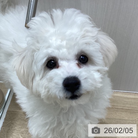 千葉県のビションフリーゼ (ペットプラス 木更津店/2025年10月22日生まれ/女の子/ホワイト)の子犬の3枚目の画像