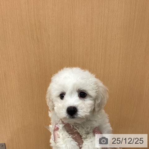 埼玉県のビションフリーゼ (ペットプラス ピオニウォーク東松山店/2025年10月22日生まれ/女の子/ホワイト)の子犬の3枚目の画像