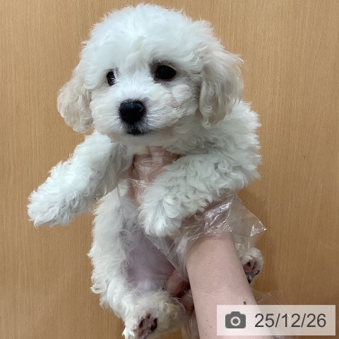 ビション・フリーゼの写真