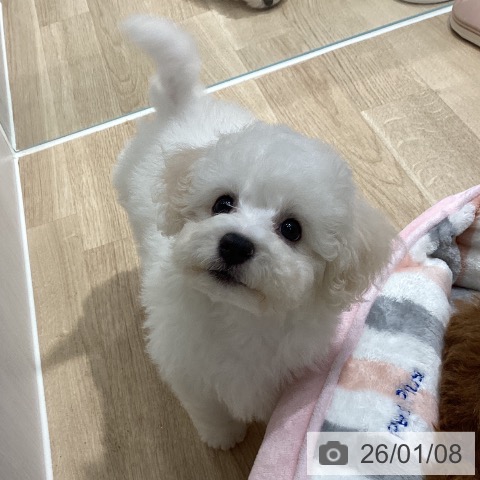 埼玉県のビションフリーゼ (ペットプラス ピオニウォーク東松山店/2025年10月22日生まれ/女の子/ホワイト)の子犬の3枚目の画像