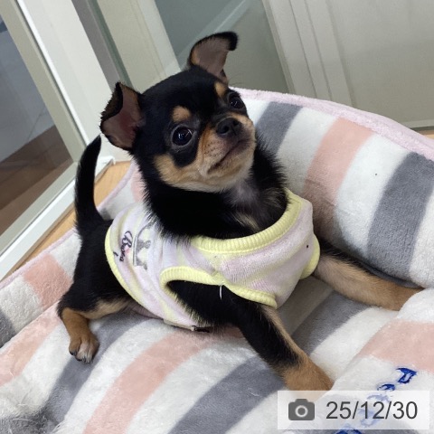 埼玉県のチワワ(ロング) (ペットプラス 浦和美園店/2025年10月24日生まれ/女の子/ブラックタン)の子犬の4枚目の画像