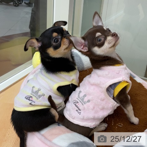 埼玉県のチワワ(ロング) (ペットプラス 浦和美園店/2025年10月24日生まれ/女の子/ブラックタン)の子犬の3枚目の画像