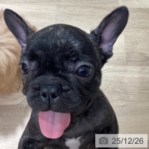 フレンチ・ブルドッグの写真