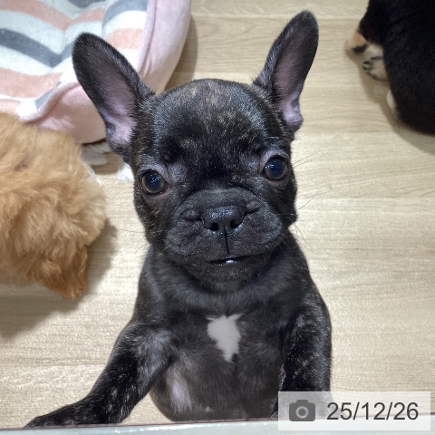 フレンチ・ブルドッグの写真