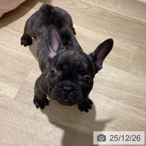 フレンチ・ブルドッグの写真