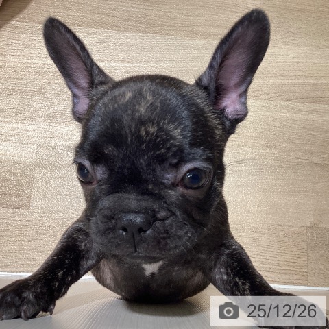 フレンチ・ブルドッグの写真