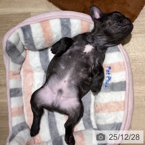 フレンチ・ブルドッグの写真