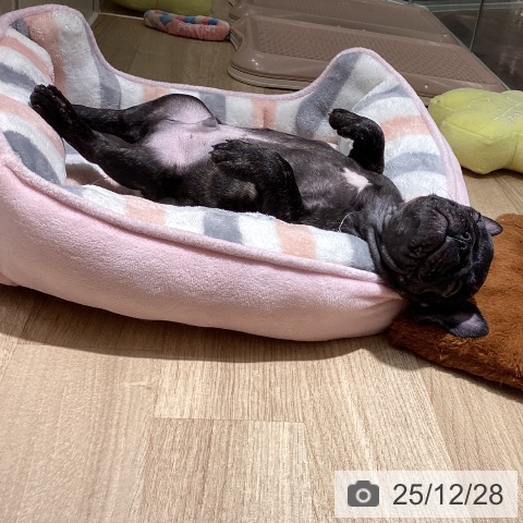 フレンチ・ブルドッグの写真