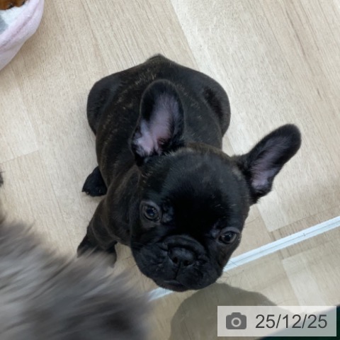 福島県のフレンチブルドッグ (ペットプラス 福島店/2025年10月24日生まれ/男の子/ブリンドル)の子犬の3枚目の画像
