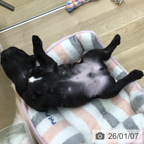 福島県のフレンチブルドッグ (ペットプラス 福島店/2025年10月24日生まれ/男の子/ブリンドル)の子犬の4枚目の画像