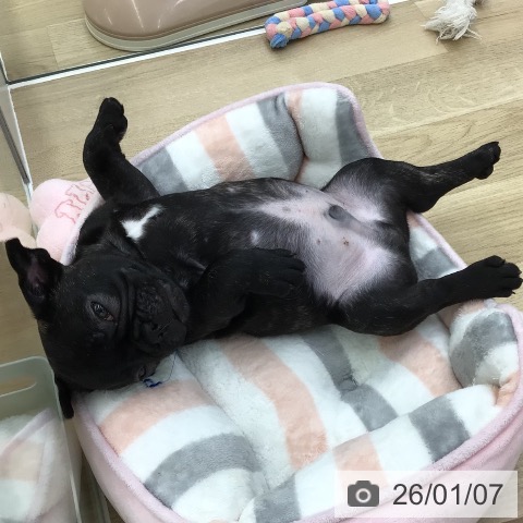 福島県のフレンチブルドッグ (ペットプラス 福島店/2025年10月24日生まれ/男の子/ブリンドル)の子犬の3枚目の画像