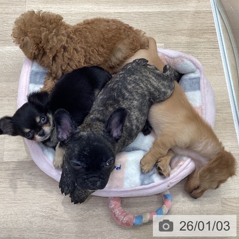 神奈川県のフレンチブルドッグ (ペットプラス 座間店/2025年10月24日生まれ/女の子/ブリンドル)の子犬の4枚目の画像